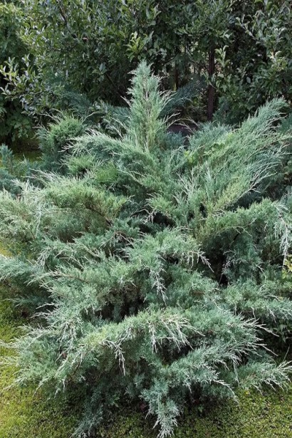 Ялівець віргінський Хетц